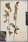 Foto von Salix cinerea L.